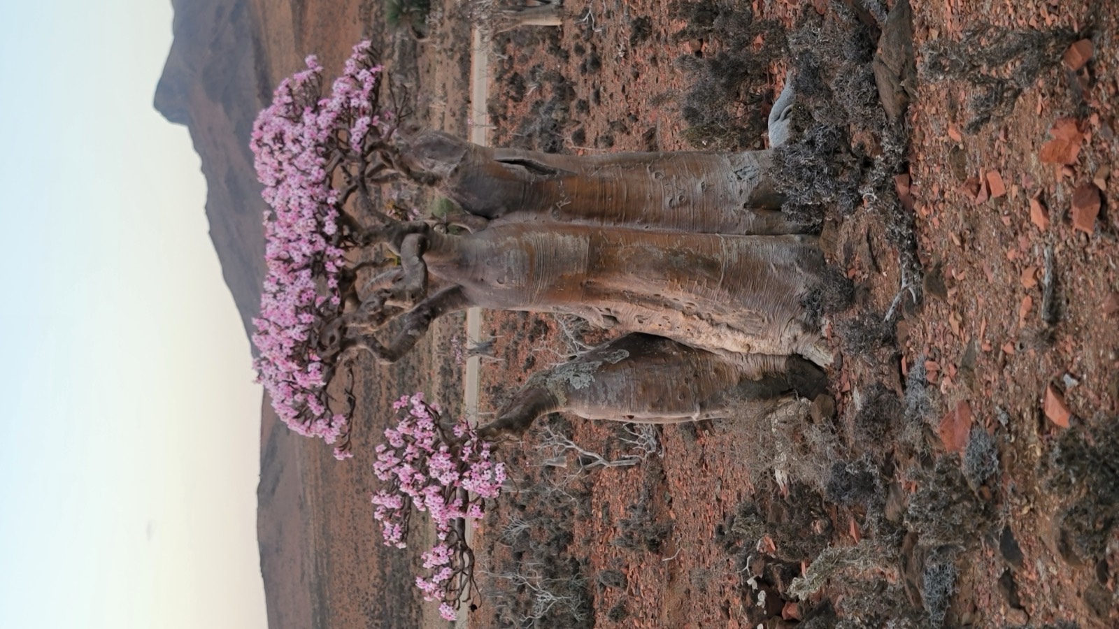 Desert rose in bloom