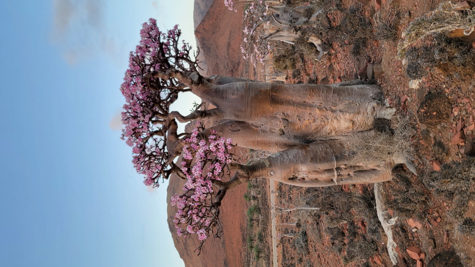Desert roses in bloom