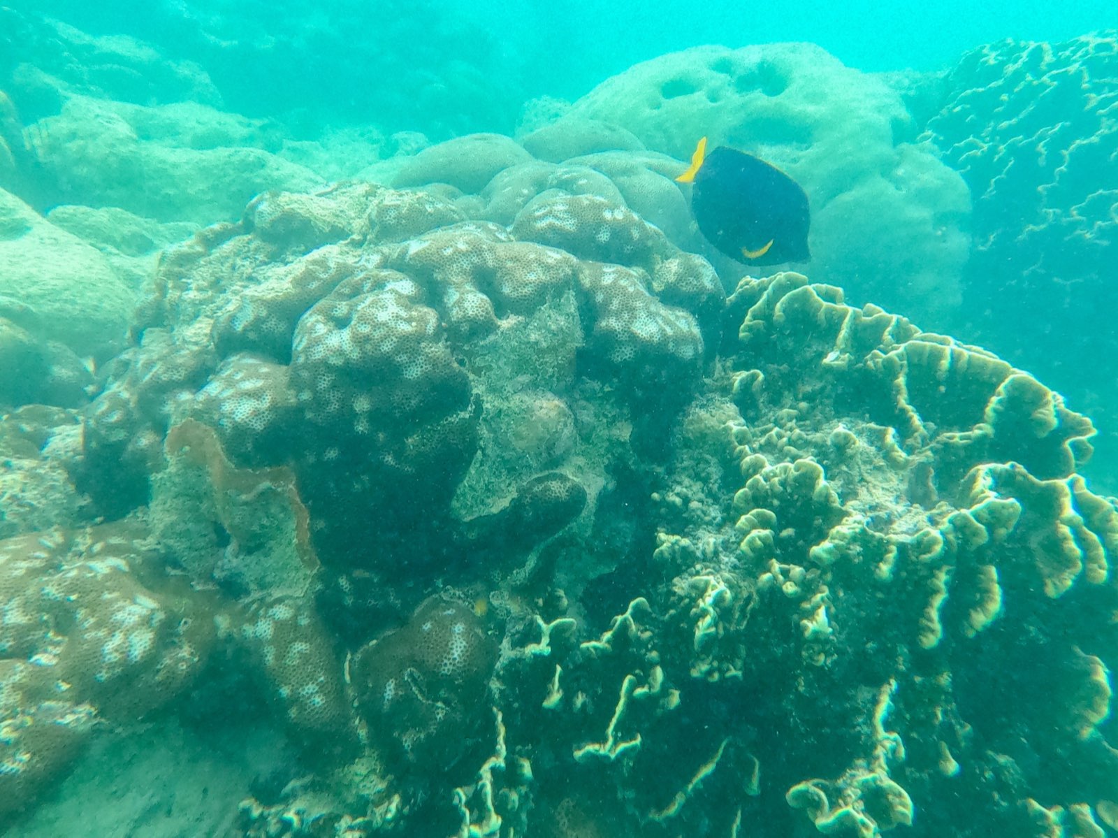 Coral reef, Dihamri Marine Protected Area