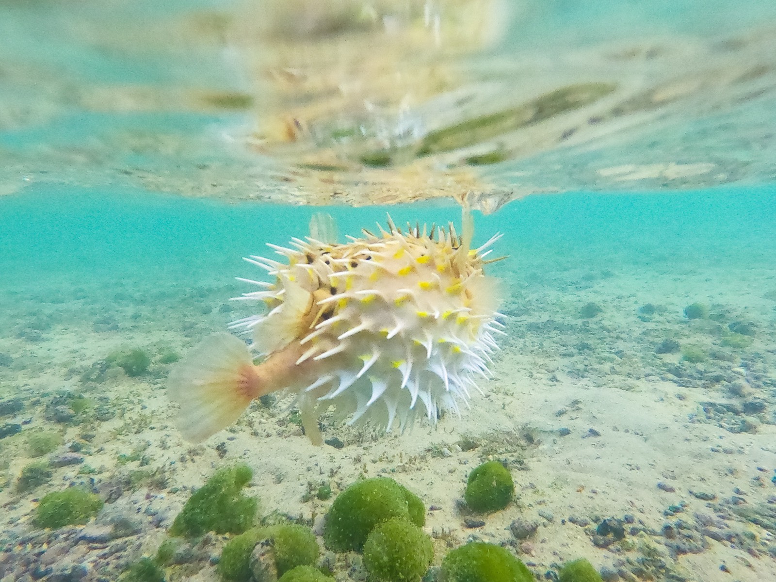 Pufferfish in Dihamri Marine Protected Area