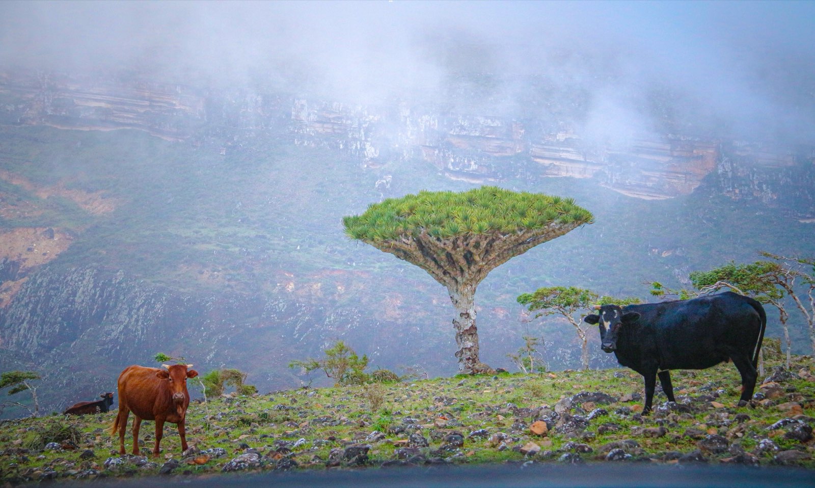Dragon's Blood Tree in the mist, Dixam Plateau