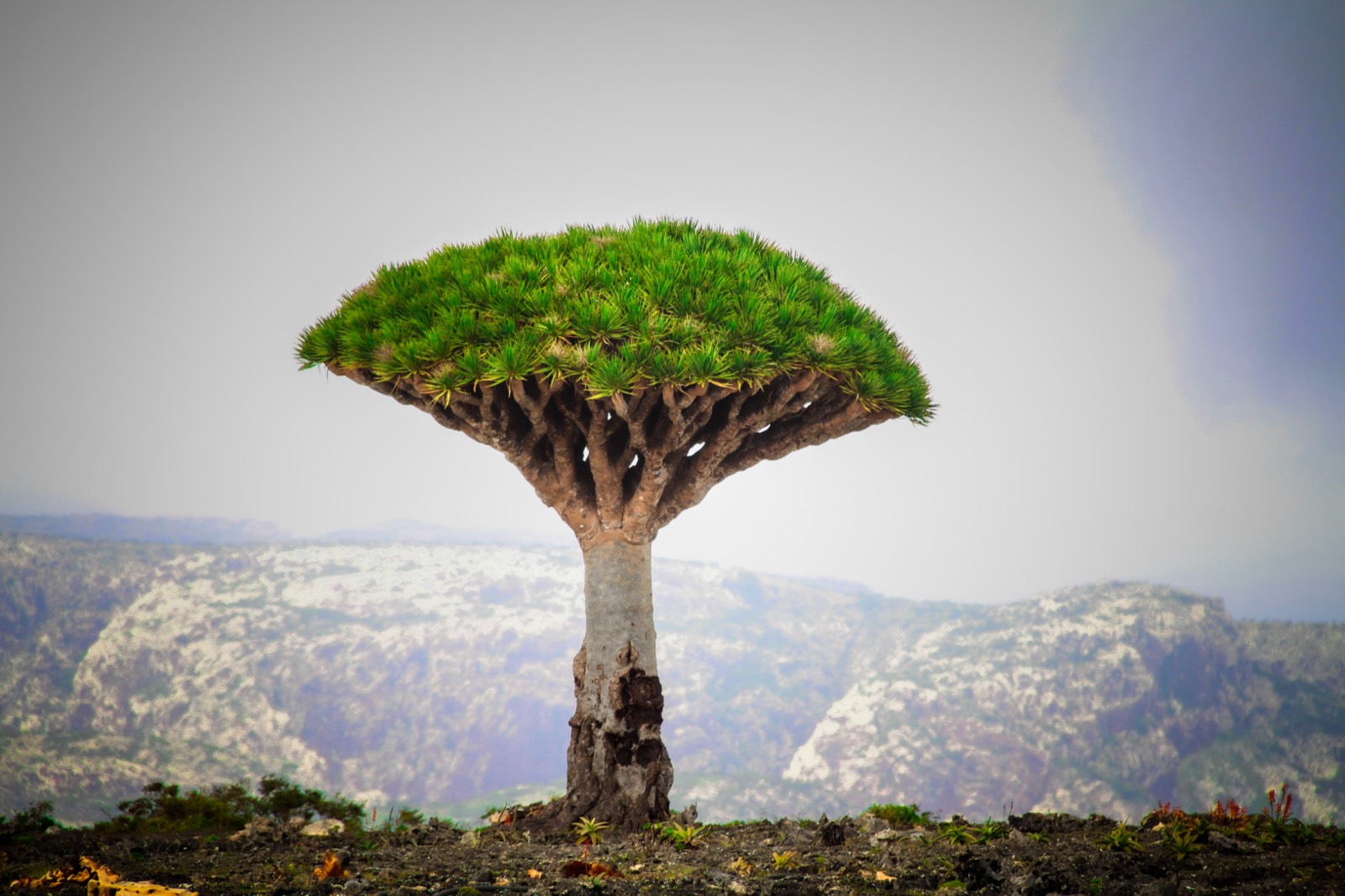 A lone Dragon's Blood Tree, Dixam Plateau