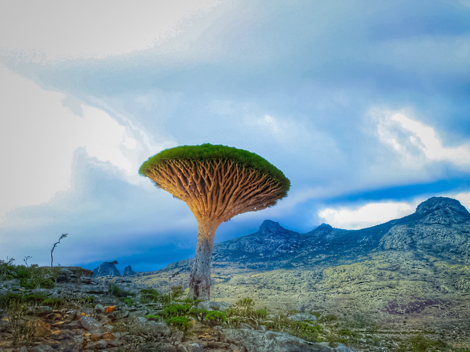 Dragon's Blood Tree under storm clouds, Dixam