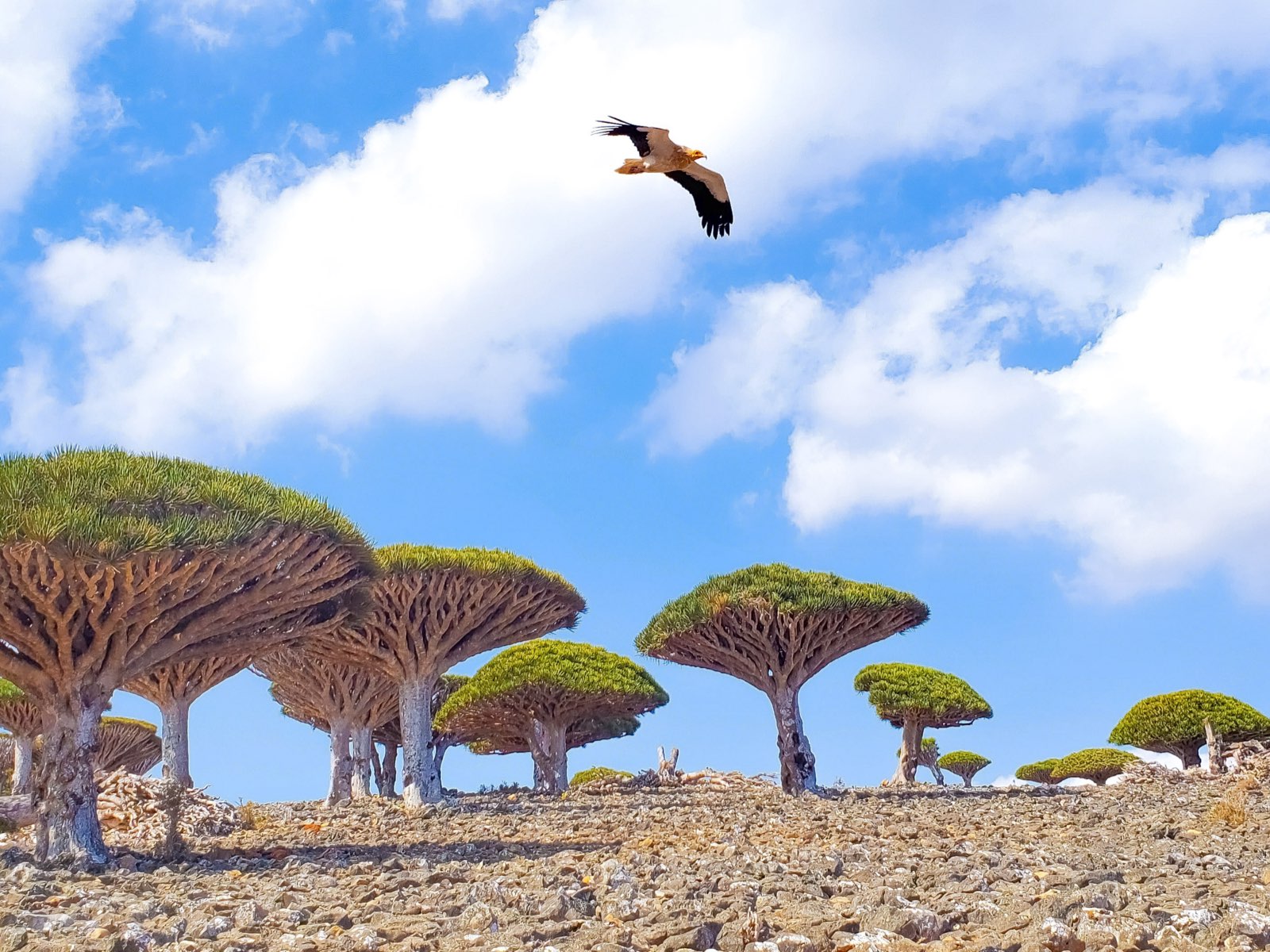 Dragon's Blood Trees on the Dixam Plateau