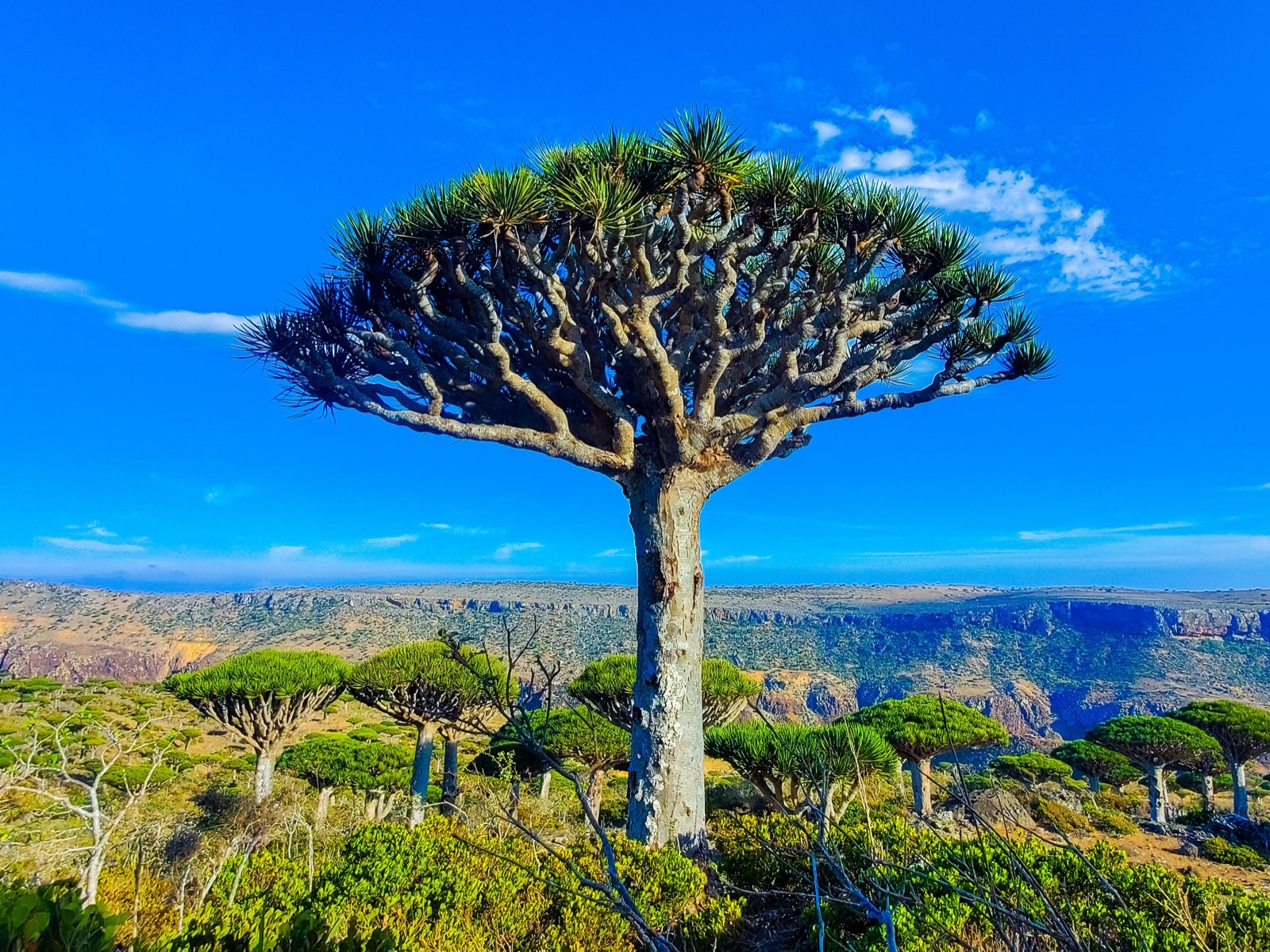 Dragon's Blood Tree above the canyon, Dixam Plateau