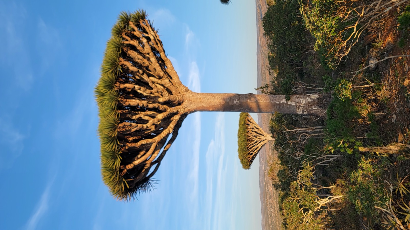 Travel tips for your Socotra trip