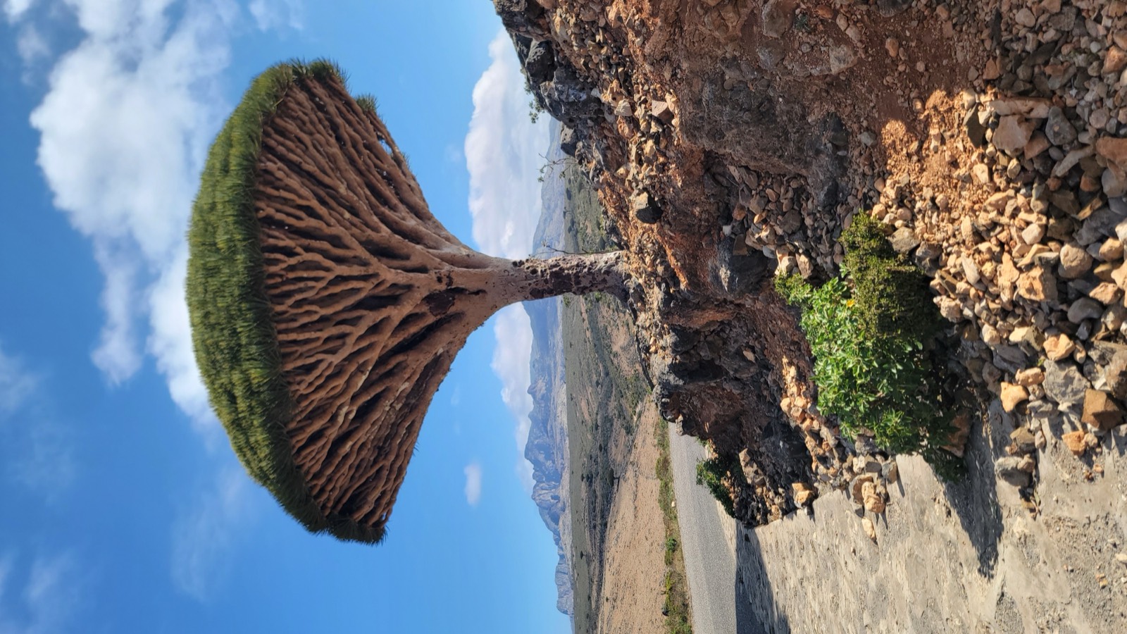 Dragon's Blood Tree by the road