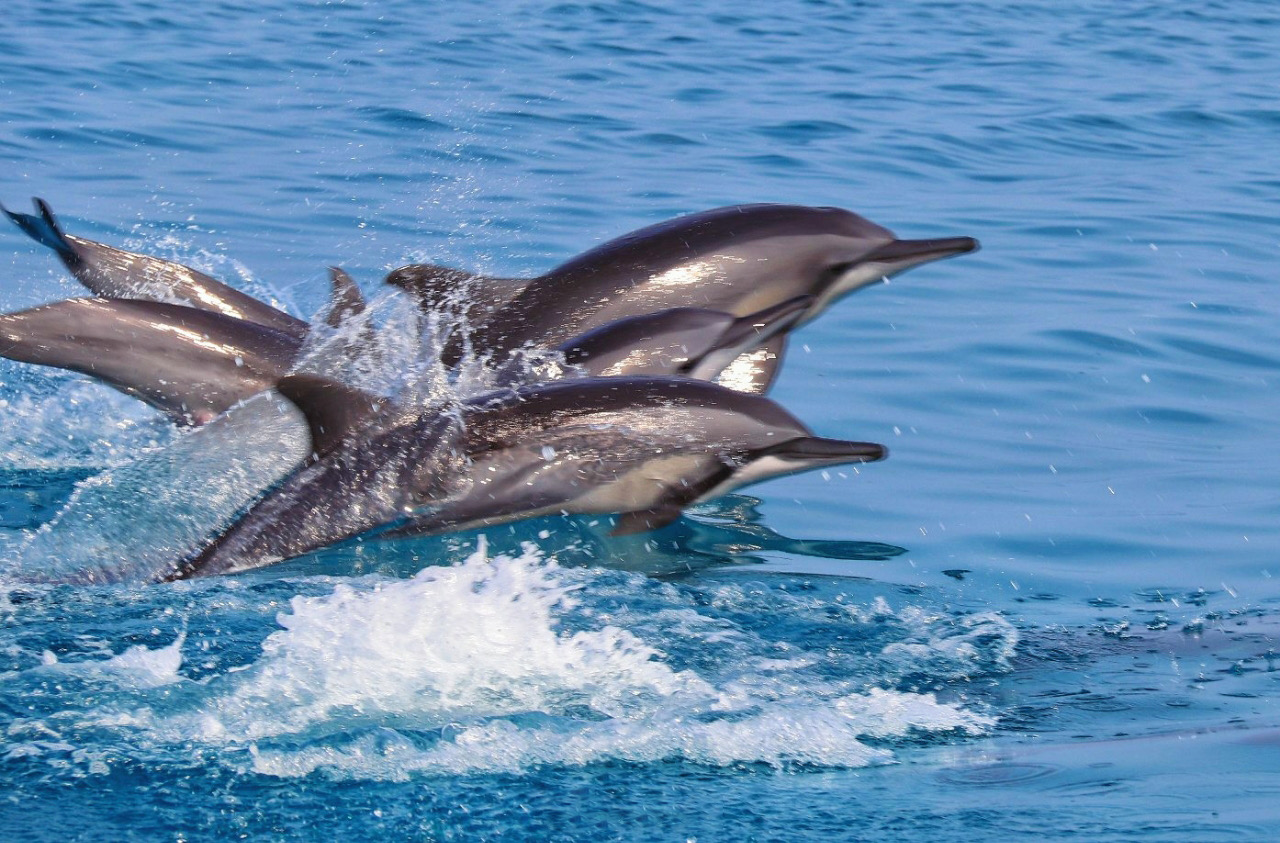 Dolphins on the boat trip to Shoab Beach