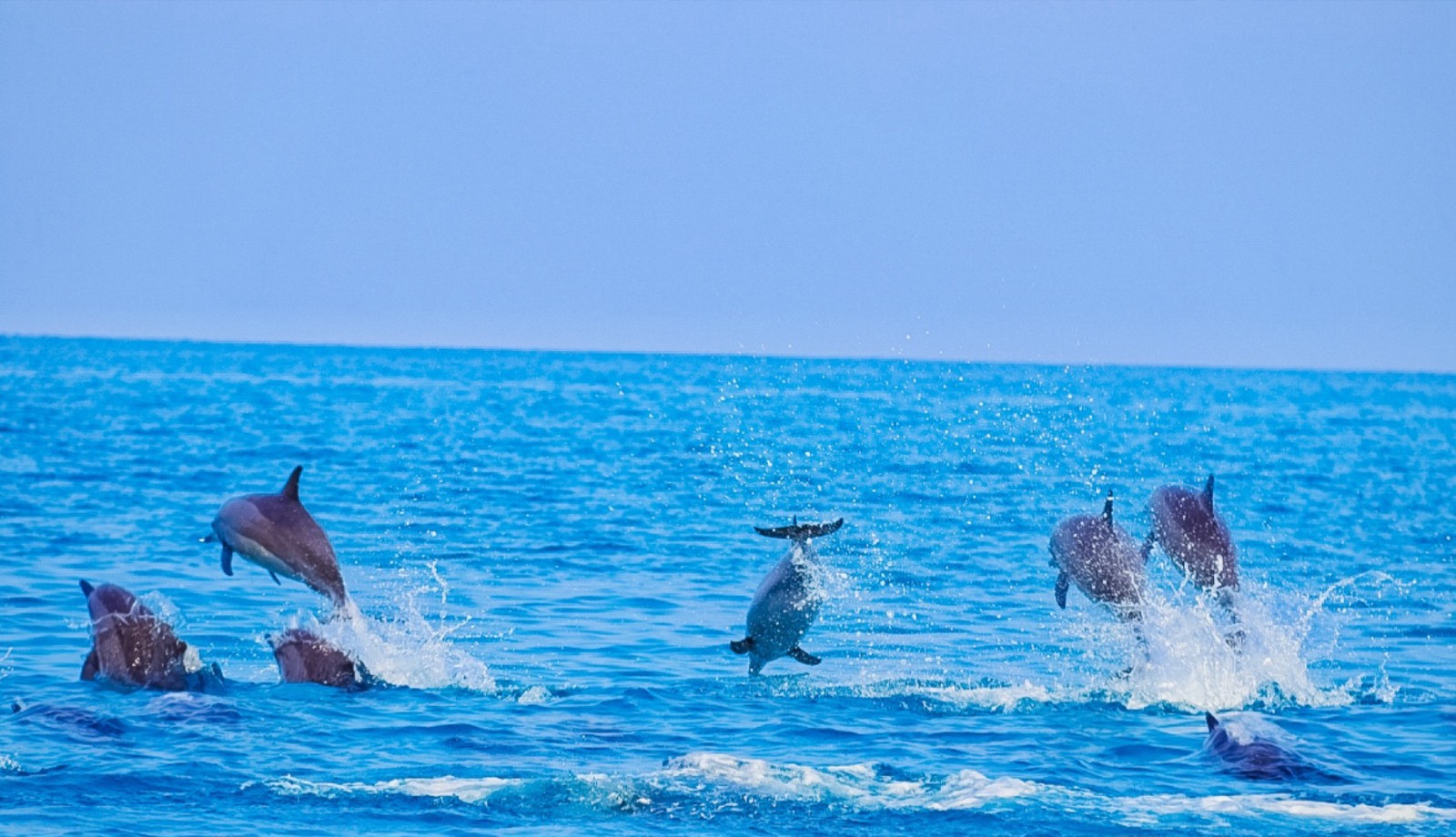 Dolphins near Shoab Beach