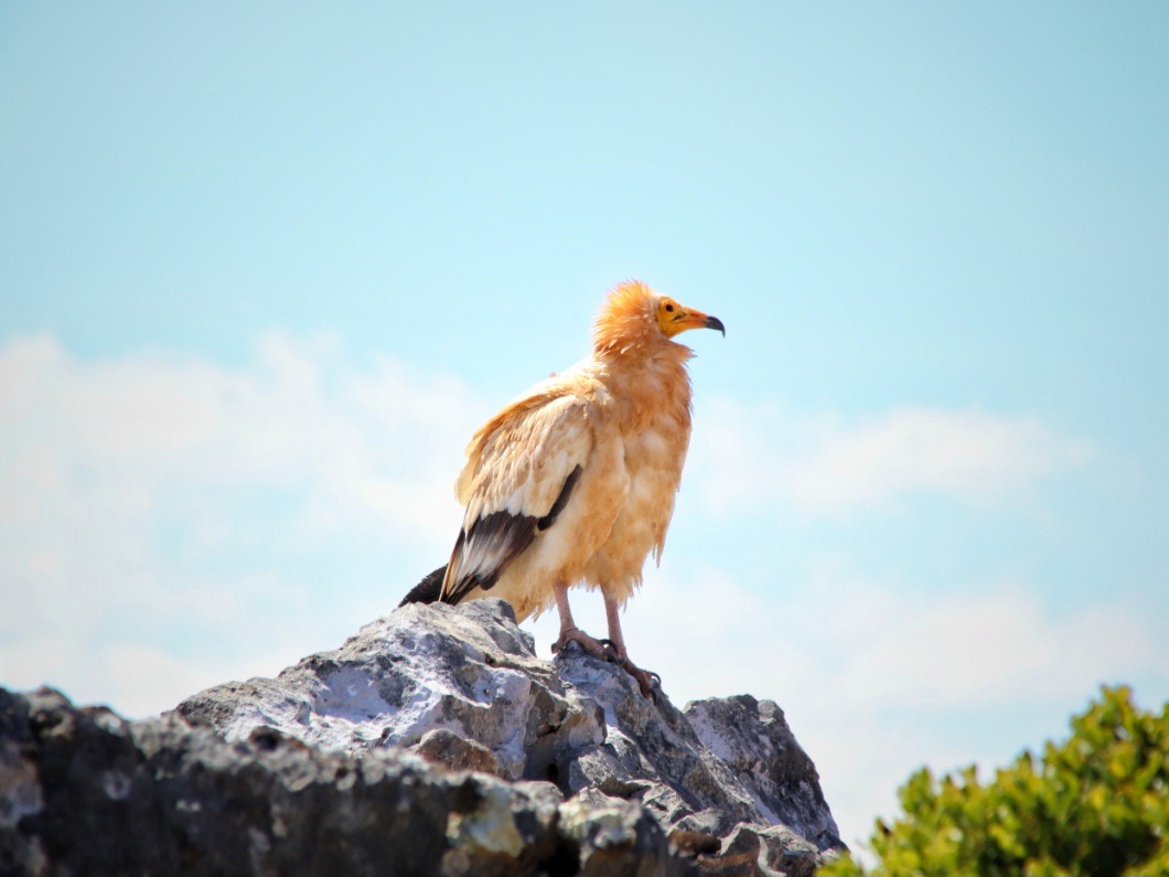 Vulture on a rock